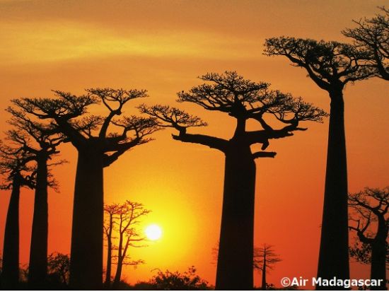 神秘の巨木を訪ねて バオバブ並木ツアー＜午後／専用車／英語ガイド／モロンダバ発＞
