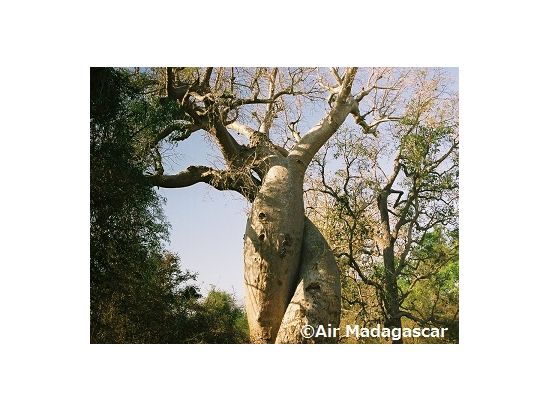 神秘の巨木を訪ねて バオバブ並木ツアー＜午後／専用車／英語ガイド／モロンダバ発＞