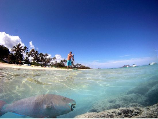 カイルア　スタンドアップパドル（SUP）ツアー  選べるガイド付きプランまたはセルフガイドプラン　ビーチアイテム＆昼食付き＜送迎付きプランあり＞