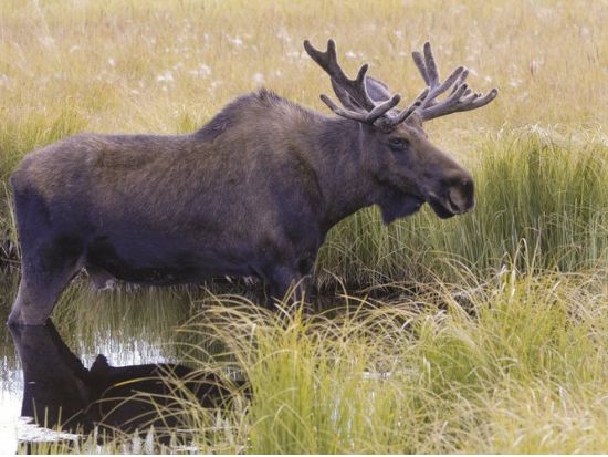 ユーコン野生動物保護区＆エクリプス・ノルディック温泉ツアー ＜7～4月／日本語ガイド選択可＞