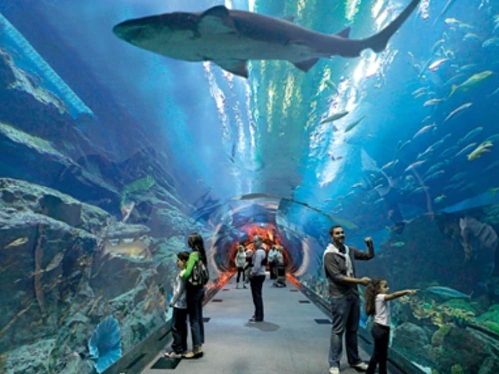 入場チケット ドバイ水族館 Dubai Aquarium ドバイモール内の巨大水族館 ドバイ ドバイ モール ドバイの観光 オプショナルツアー専門 Veltra ベルトラ