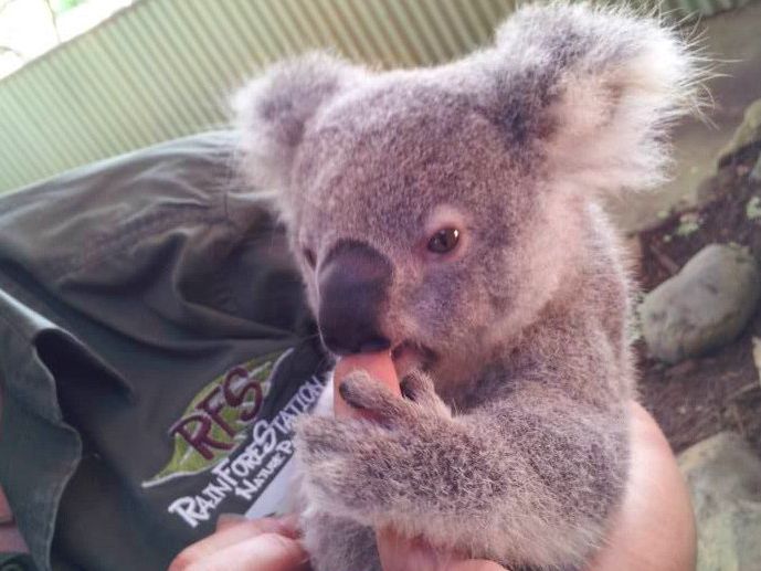 キュランダ＋コアラ抱っこ | ケアンズ 旅行の観光・オプショナルツアー
