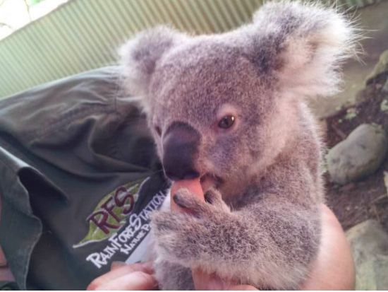 世界遺産キュランダ レインフォレステーション入場チケット　アーミーダックやアボリジナル文化体験など選べるアクティビティ ＜キュランダ＞