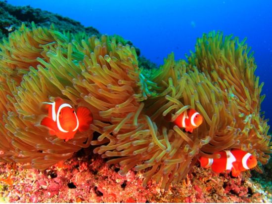 体験ダイビング　少人数制で安心！ビーチエントリーで初心者にもおすすめ＜ビーチ／1ダイブ／宮古島＞