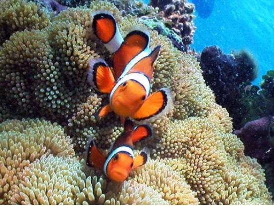 体験ダイビング　少人数制で安心！ビーチエントリーで初心者にもおすすめ＜ビーチ／1ダイブ／宮古島＞