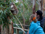 Koala Conservation Centre (384, 324, 387, 322P)
