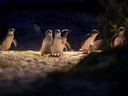 Penguin Parade (ANY PP TOUR)