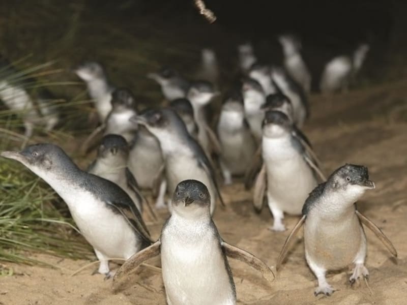 The Penguin Parade_edited