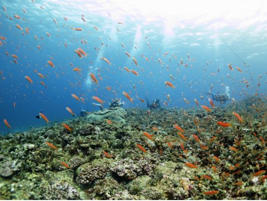 ファンダイビング　1グループ5名までの少人数制で初心者ダイバーもしっかりサポート＜ビーチ or ボート／1～3ダイブ／送迎あり／伊良部島・下地島・来間島他＞