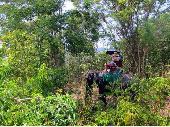 海を見下ろす眺めの良い会場で手軽に象乗り（エレファントトレッキング）体験☆30分・45分・60分から選べます！象に乗らないお散歩プランあり＜ホテル送迎付＞