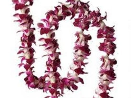 Hawaiian Lei - Fresh Single Strand Orchid Lei - Classic Purple