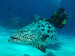 SOF-Potato-Cod-3