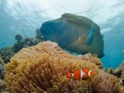 great barrier reef scuba diving