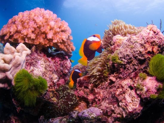 great barrier reef snorkeling