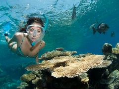 great barrier reef, snorkel, diving