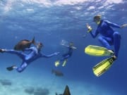 great barrier reef, snorkel, diving
