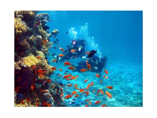 ファンダイビング＜ボート２本＞　英語ガイド付き半日ツアー＜ポートモレスビー発＞