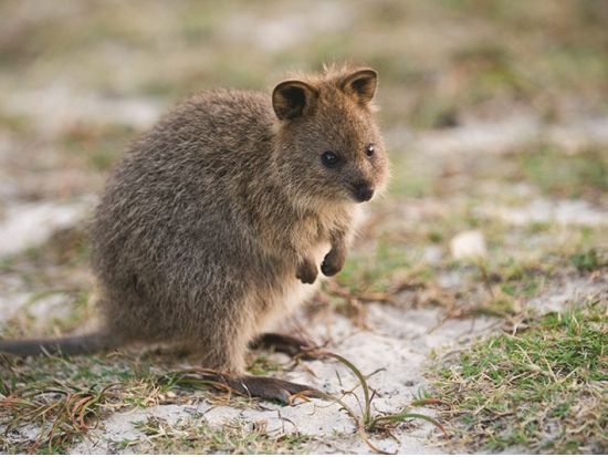 ロットネスト島「世界一幸せな動物」クオッカに出逢える自由散策＆島内周遊バスツアー＜英語／パースorフリーマントル発着＞