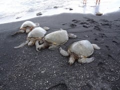 Turtles at Black sand beach