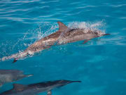 Hawaii_Maui_Laihana Cruise_Dolphin Snorkeling