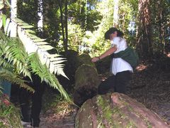 Wangoolba-Log-4