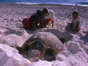 turtle-laying-eggs