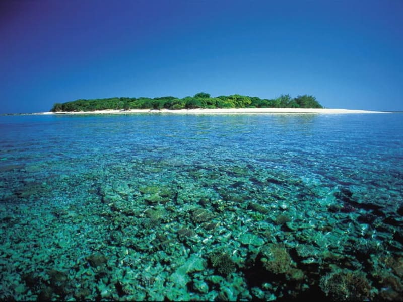 Lady_Musgrave_Coral__Island