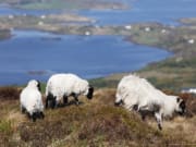 Connemara Tour - Country sheep