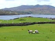 Connemara Country Sheep killary