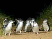 Bunyip Tour Penguin
