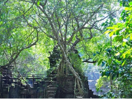 ベンメリア半日　貸切チャーター観光ツアー＜日本語ガイド＞