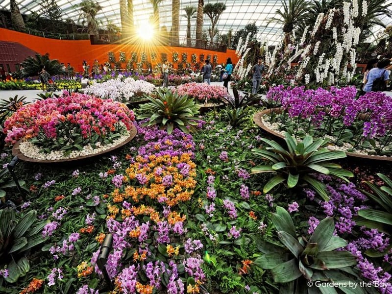 Flower Dome - Changing Floral Display