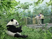 River Safari Giant Panda Forest