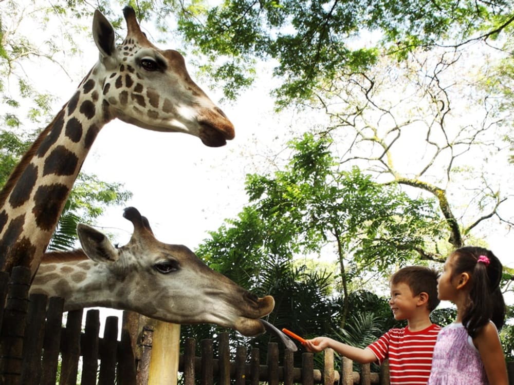 Singapore Zoo, Giraffe