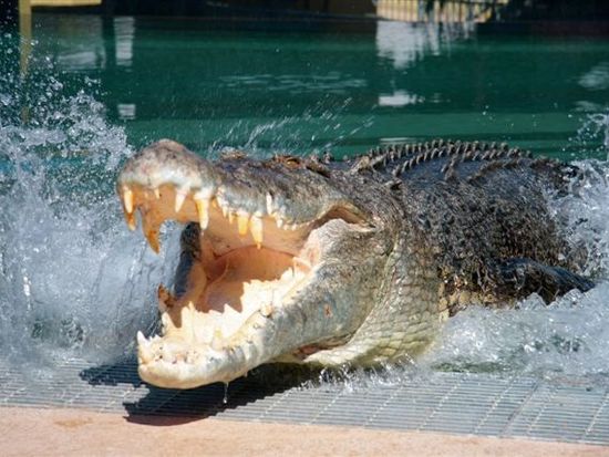 クロコザウルス コーブ入場券 巨大ワニに会いに行こう ダーウィンの観光 オプショナルツアー専門 Veltra ベルトラ クロコザウルス コーブ入場券 巨大ワニに会いに行こう ダーウィンの観光 オプショナルツアー専門 Veltra ベルトラ