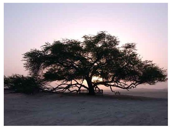 バーレーン半日プライベート観光ツアー 砂漠地帯で油田と生命の木を訪ねる ＜午前／英語＞