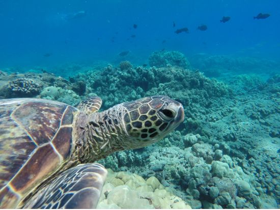 ハナウマ湾シュノーケリング　ベテラン日本語ガイドがご案内する少人数制ツアー　貸切プランあり＜半日/水中写真付き＞