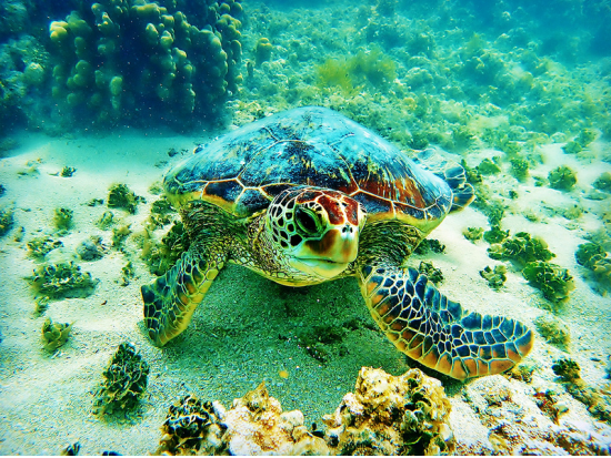 ハナウマ湾シュノーケリング　ベテラン日本語ガイドがご案内する少人数制ツアー　貸切プランあり＜半日/水中写真付き＞