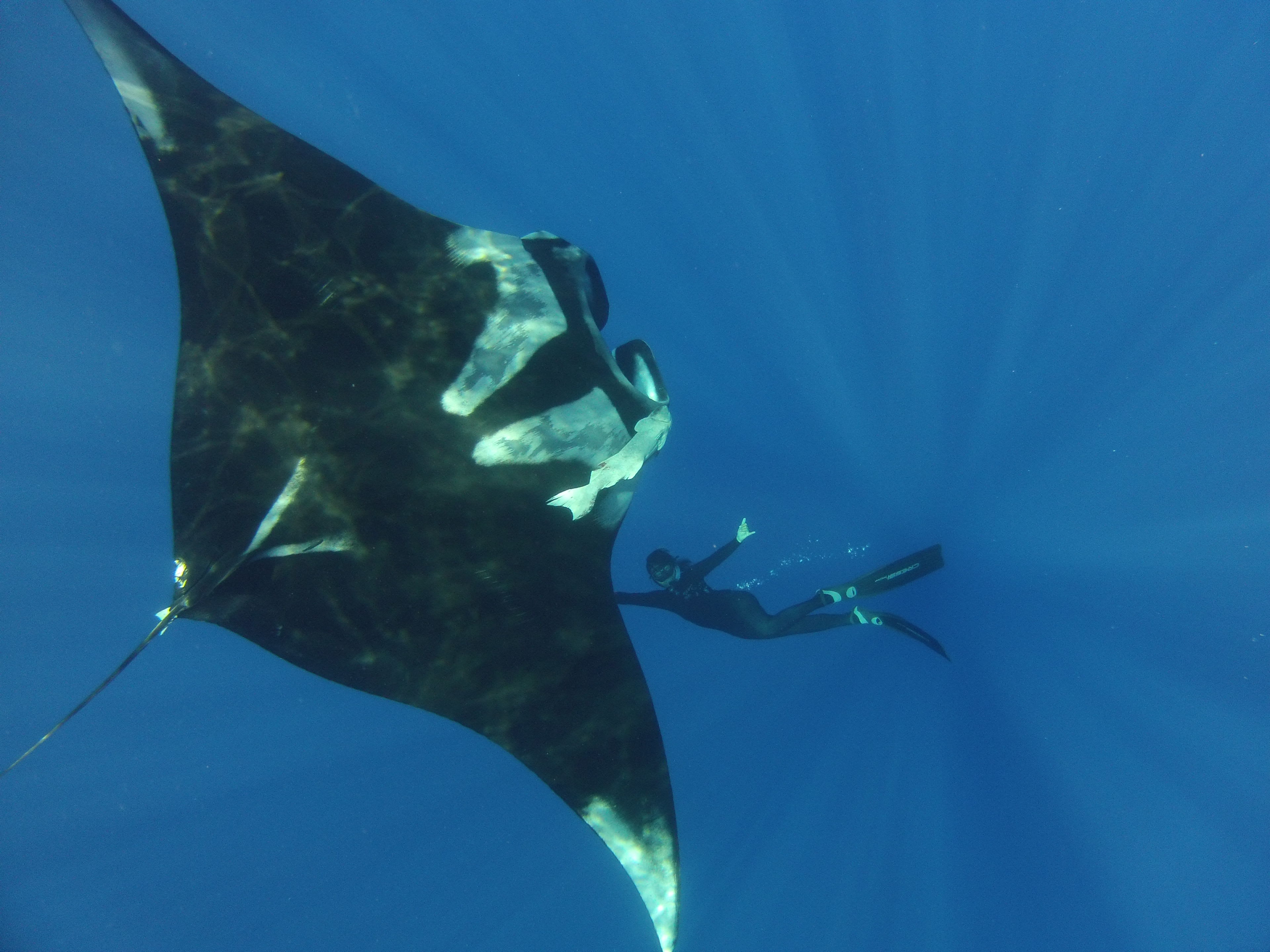 swimming with manta rays hawaii