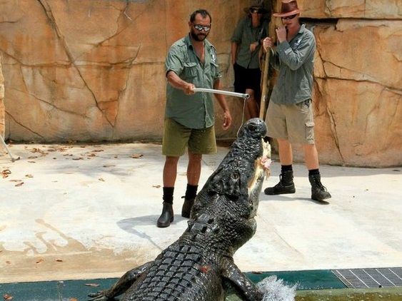 クロコザウルス・コーブ入場券 巨大ワニに会いに行こう！ | ダーウィン