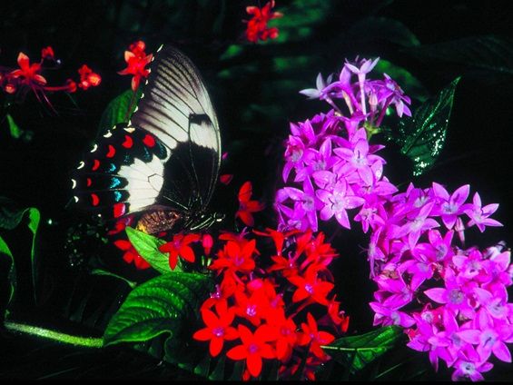 ブルーカルセドニー　蝶　スタンド付き　共生あり　　　ちょう　美しい　バタフライ ブルーカルセドニー 蝶 スタンド付き 共生あり ちょう 美しい