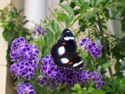 Australian Butterfly Sanctuary Ticket