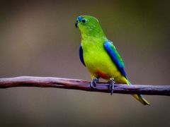 Orange Bellied Parrot
