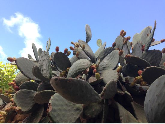 【プレミアム・マルタ】公認日本人ガイドと巡る大自然 & 神秘の古代遺跡のゴゾ島＜車＋ガイド貸切／日本語／フェリー／昼食付＞