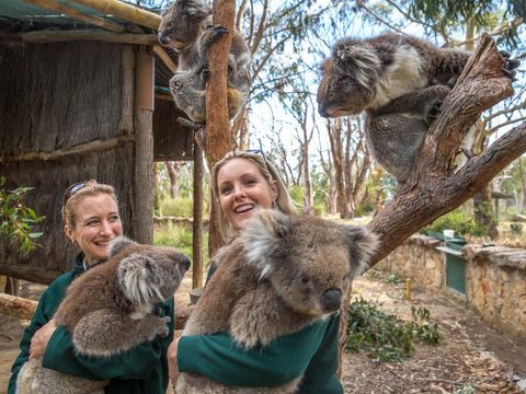 ケアンズの動物園／野生動物探検ツアー | ケアンズの観光・オプショナルツアー専門 VELTRA(ベルトラ)