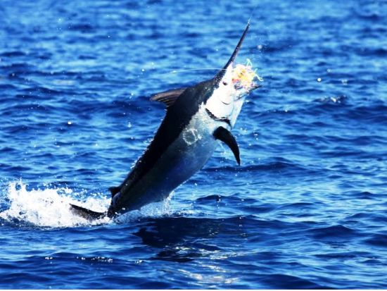 トローリング＆フィッシング・ボートチャーター☆プーケット沖は魚の宝庫で絶好のポイント！＜終日／ホテル送迎あり／英語対応＞ *ボート1艘あたり料金