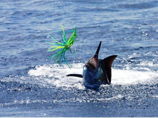 トローリング＆フィッシング・ボートチャーター☆プーケット沖は魚の宝庫で絶好のポイント！＜終日／ホテル送迎あり／英語対応＞ *ボート1艘あたり料金