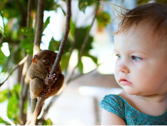 ボホール島1日観光ツアー 絶景チョコレートヒルズ＆メガネザル  名物ロボック川ランチクルーズ＋往復フェリー代込の安心プラン！＜日本語ガイド／送迎付／セブ発＞