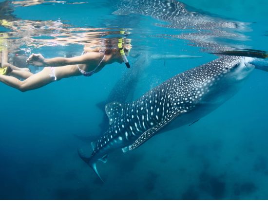 ジンベイザメシュノーケリングツアー　移動が快適な車両アップグレードプランあり＜イタリアンランチ／日本語ガイド／送迎＞