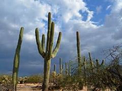 sugaro_cactus